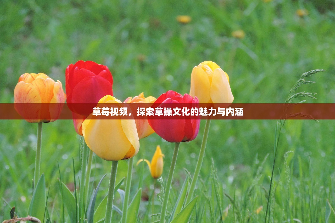 草莓视频，探索草操文化的魅力与内涵