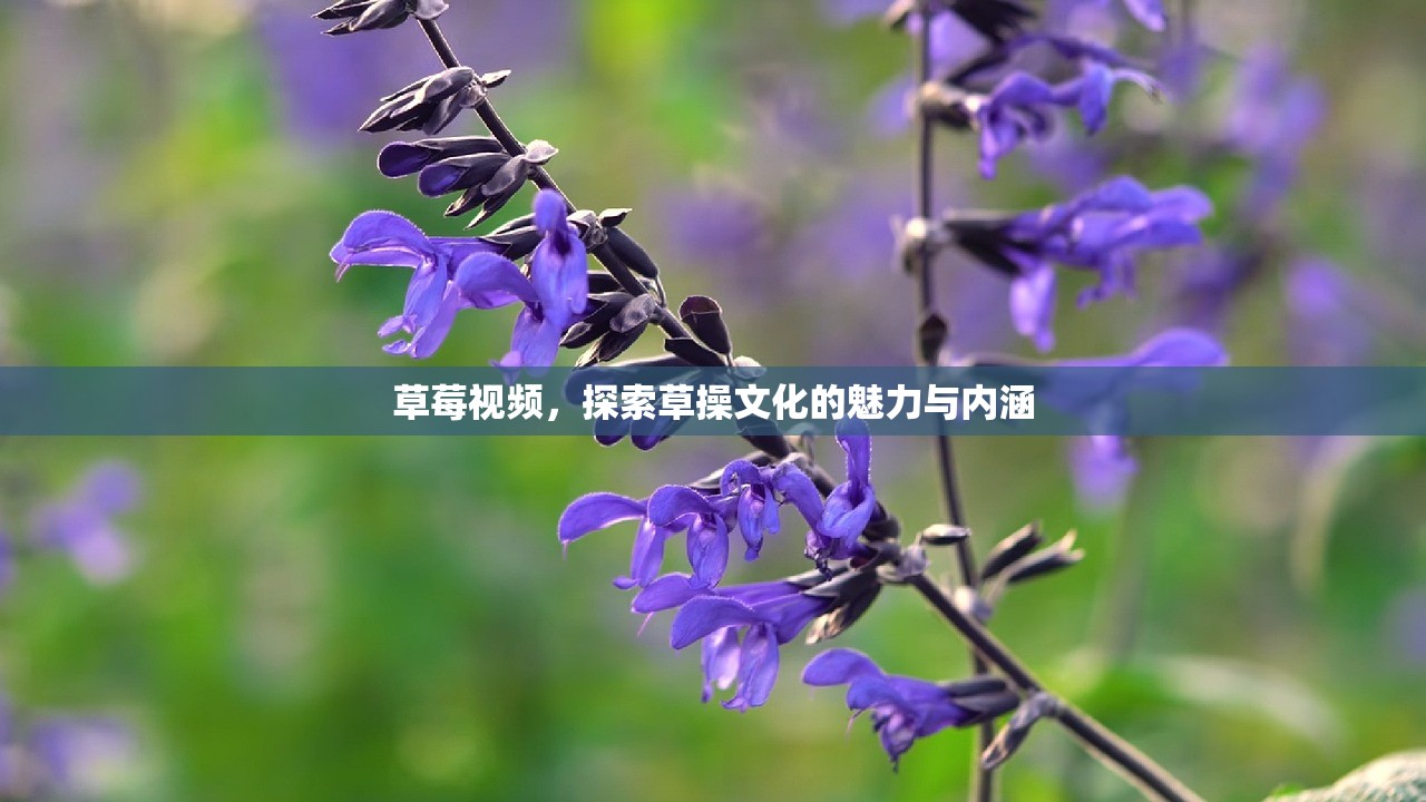 草莓视频，探索草操文化的魅力与内涵