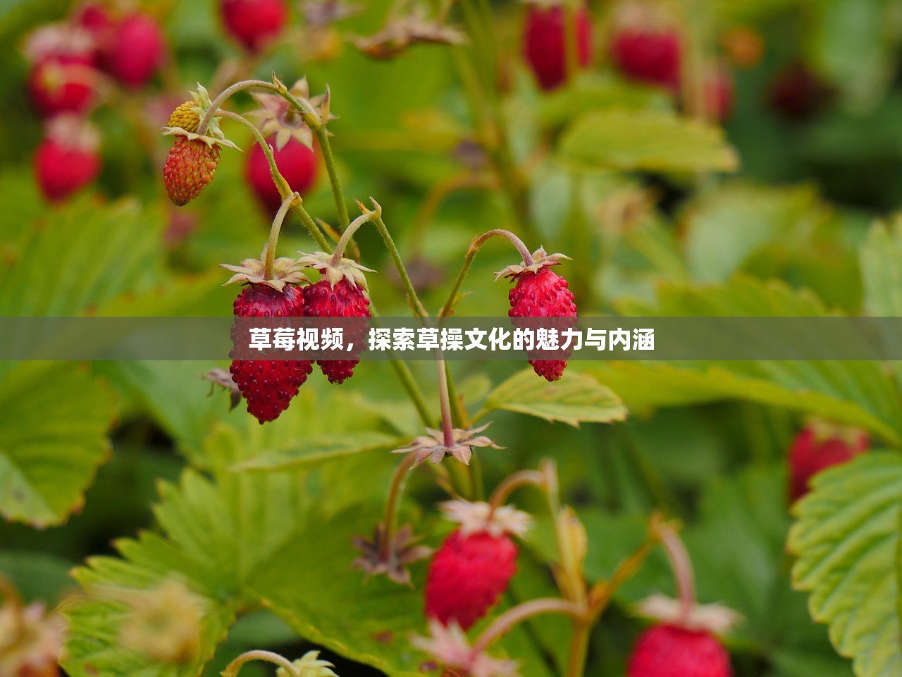 草莓视频，探索草操文化的魅力与内涵