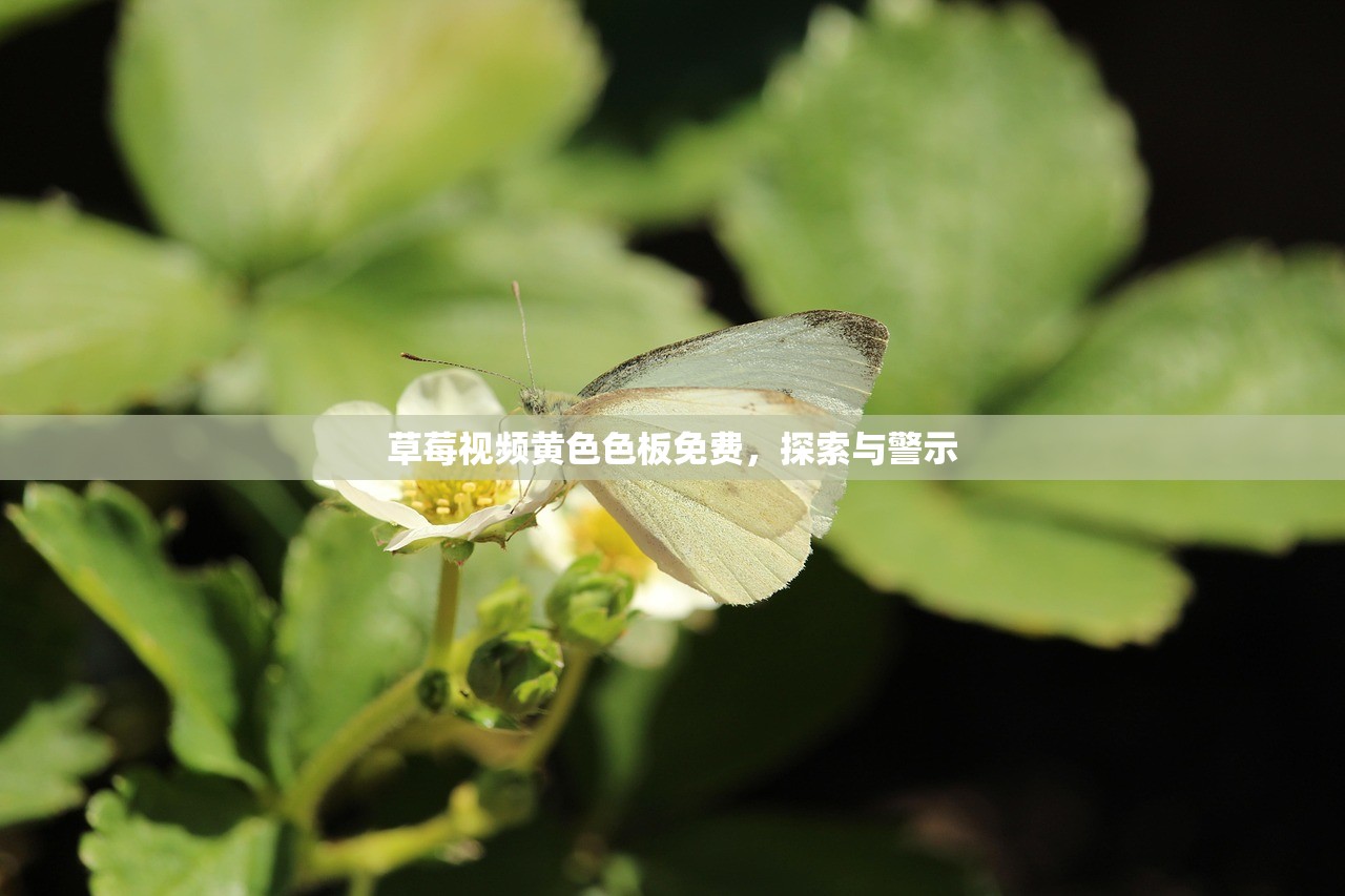 草莓视频黄色色板免费，探索与警示