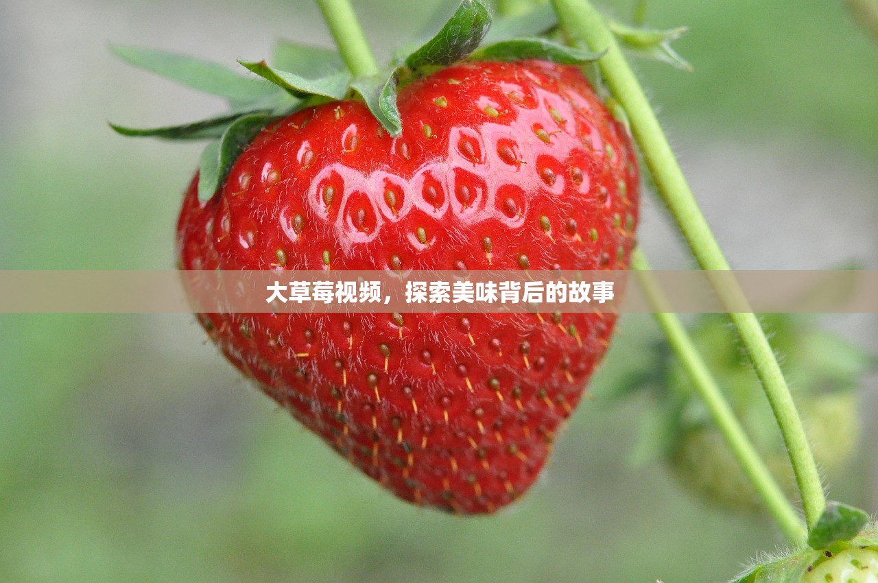 大草莓视频，探索美味背后的故事