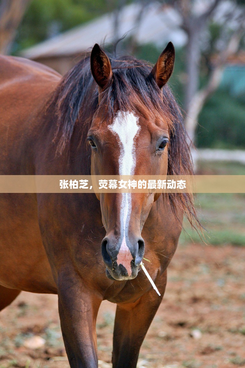 张柏芝，荧幕女神的最新动态