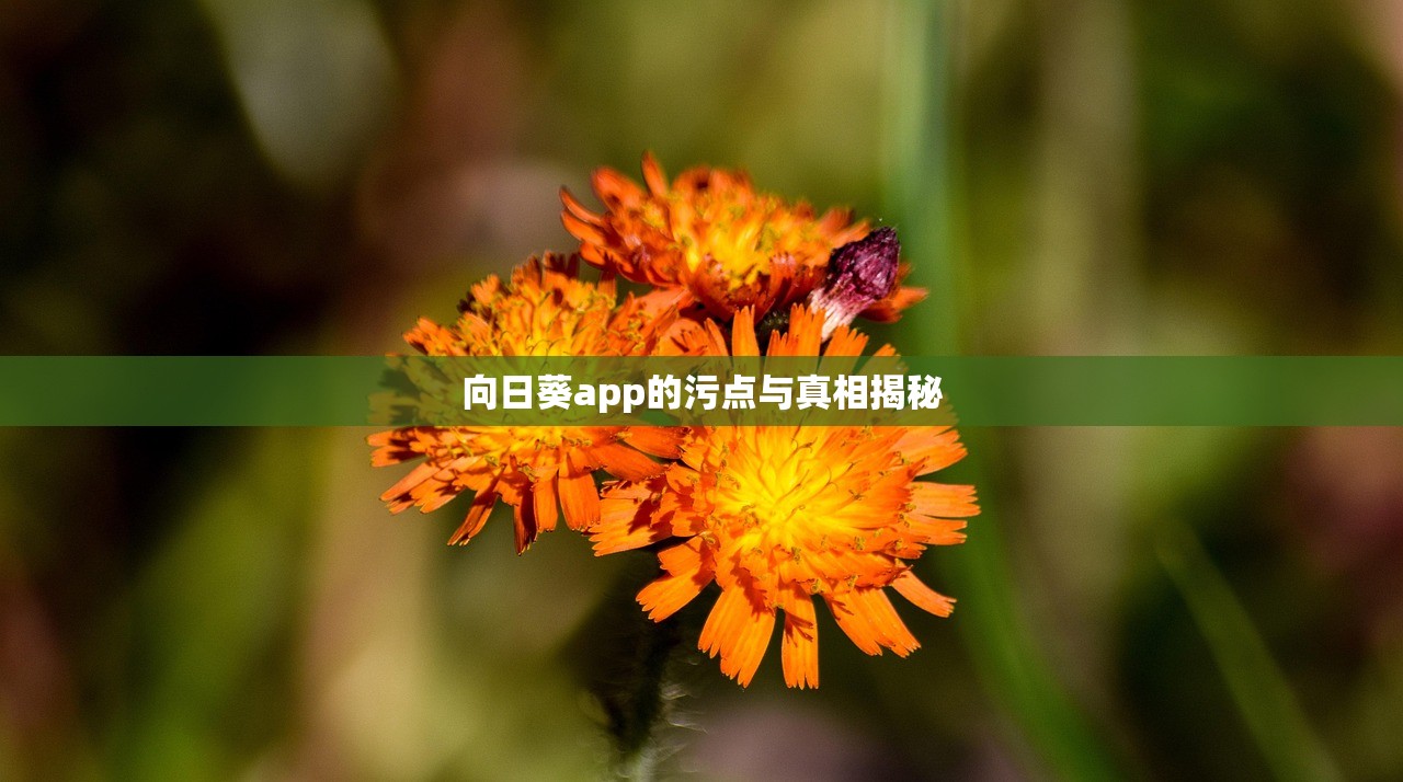 向日葵app的污点与真相揭秘