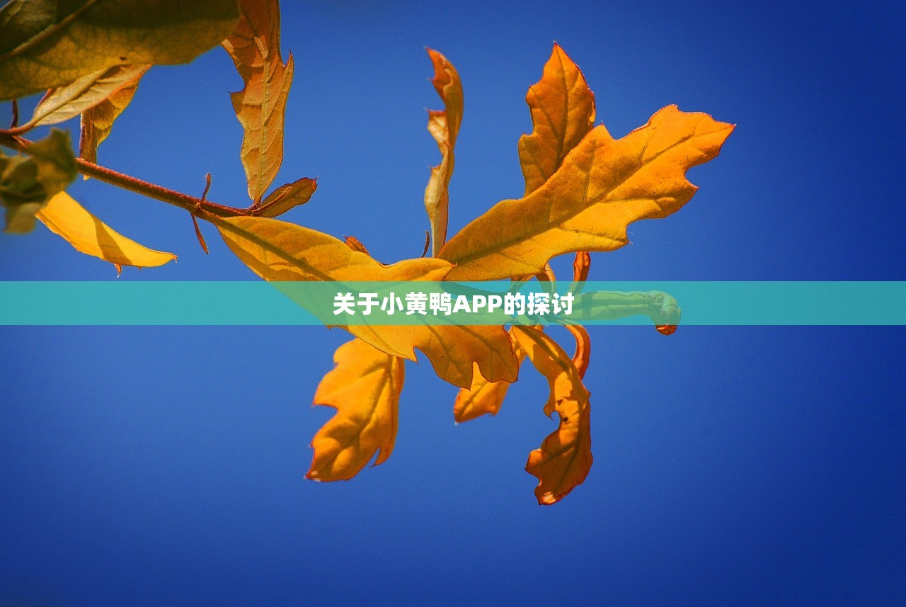 关于小黄鸭APP的探讨