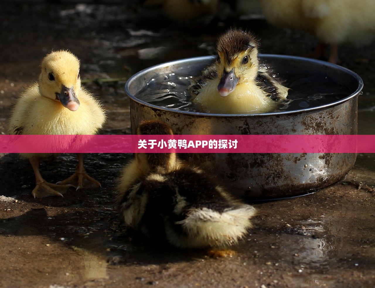 关于小黄鸭APP的探讨
