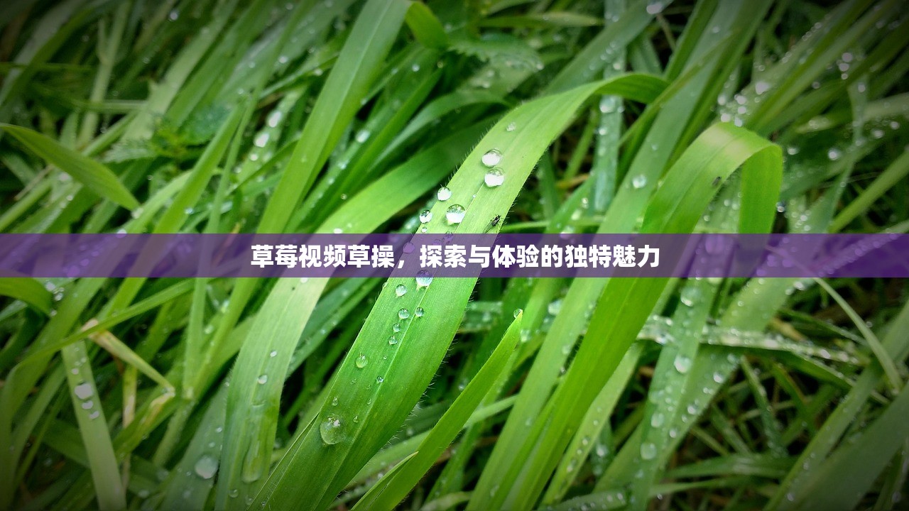 草莓视频草操，探索与体验的独特魅力