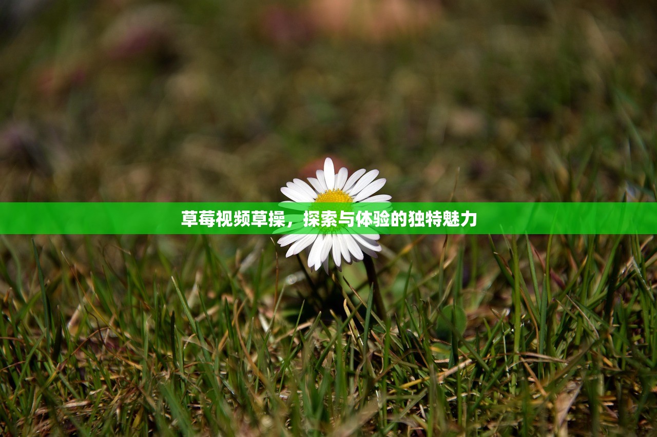 草莓视频草操，探索与体验的独特魅力