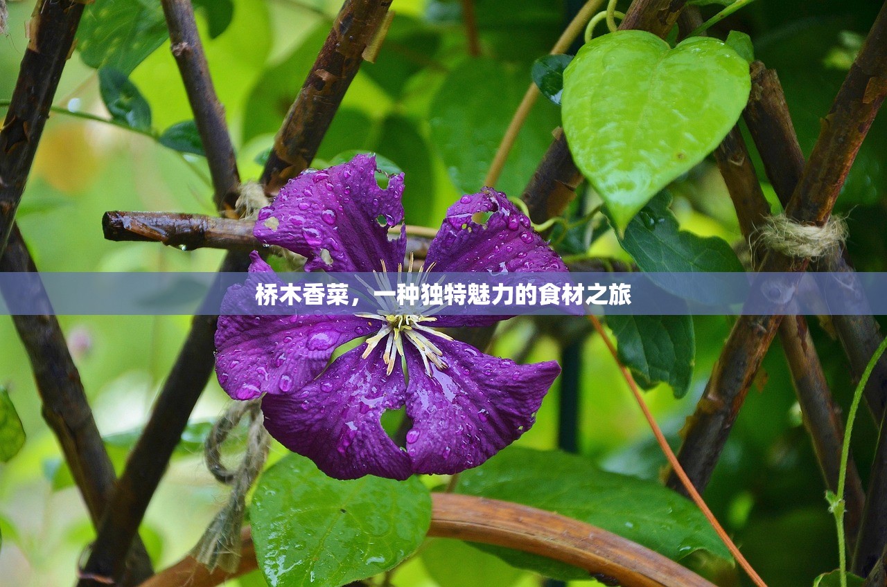 桥木香菜，一种独特魅力的食材之旅
