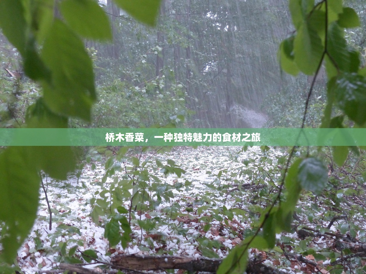 桥木香菜，一种独特魅力的食材之旅