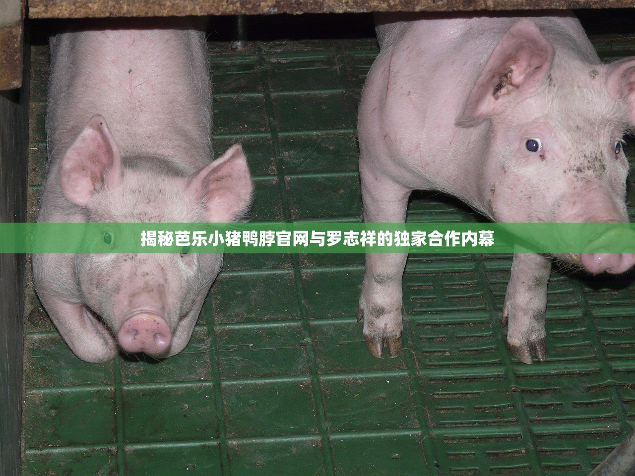 揭秘芭乐小猪鸭脖官网与罗志祥的独家合作内幕