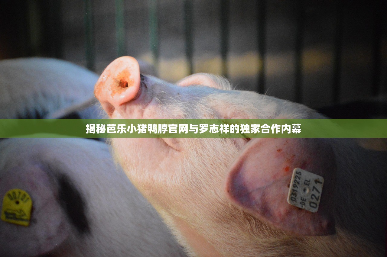 揭秘芭乐小猪鸭脖官网与罗志祥的独家合作内幕