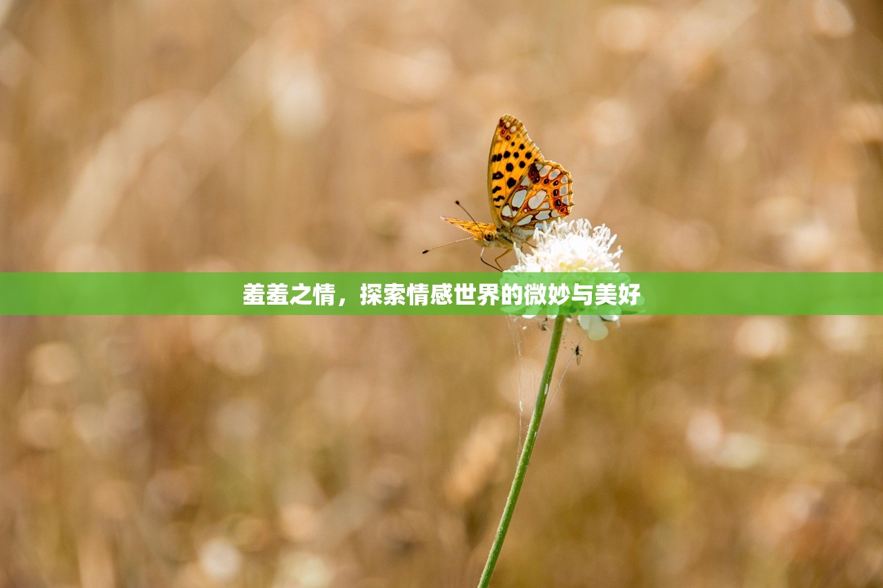 羞羞之情，探索情感世界的微妙与美好