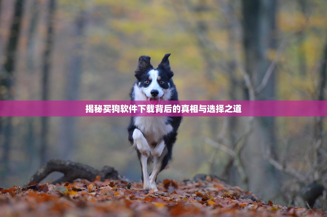 揭秘买狗软件下载背后的真相与选择之道