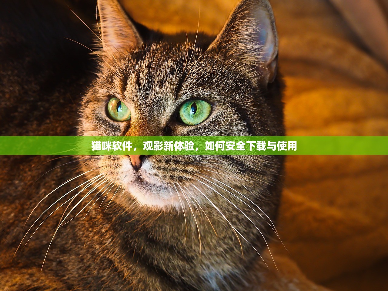猫咪软件，观影新体验，如何安全下载与使用