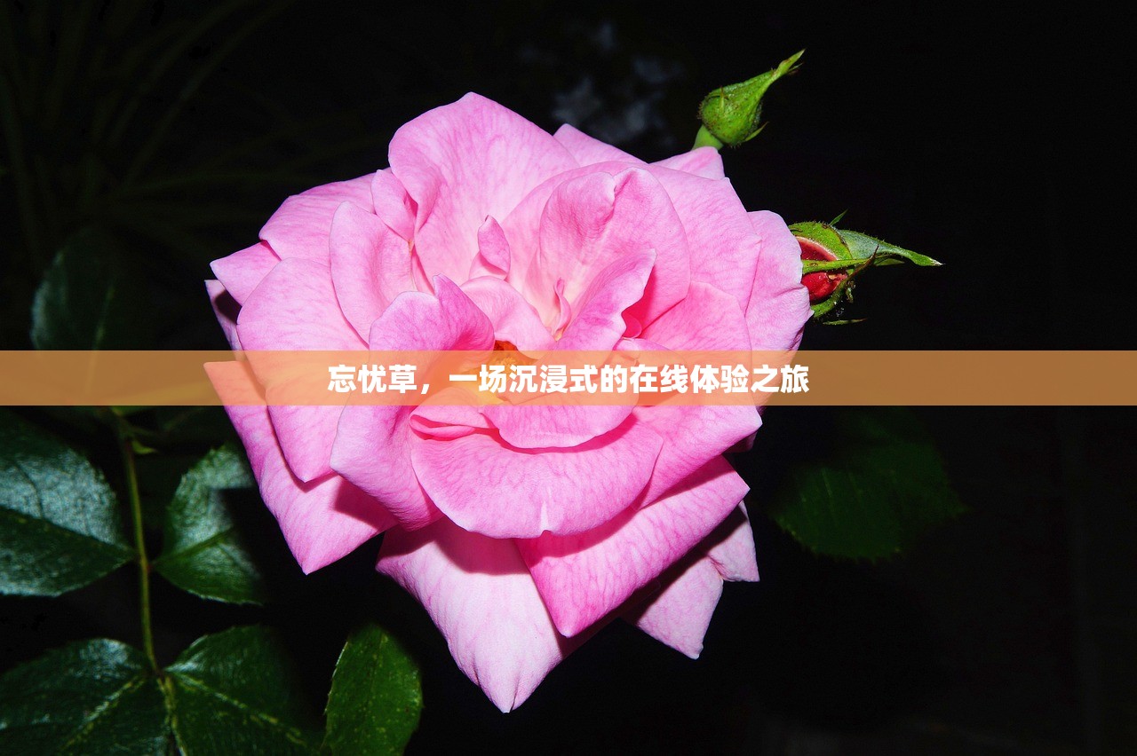 忘忧草，一场沉浸式的在线体验之旅