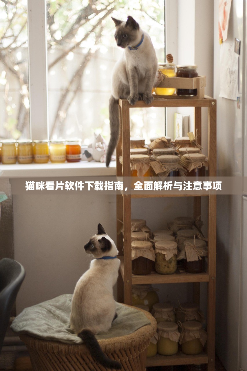 猫咪看片软件下载指南，全面解析与注意事项