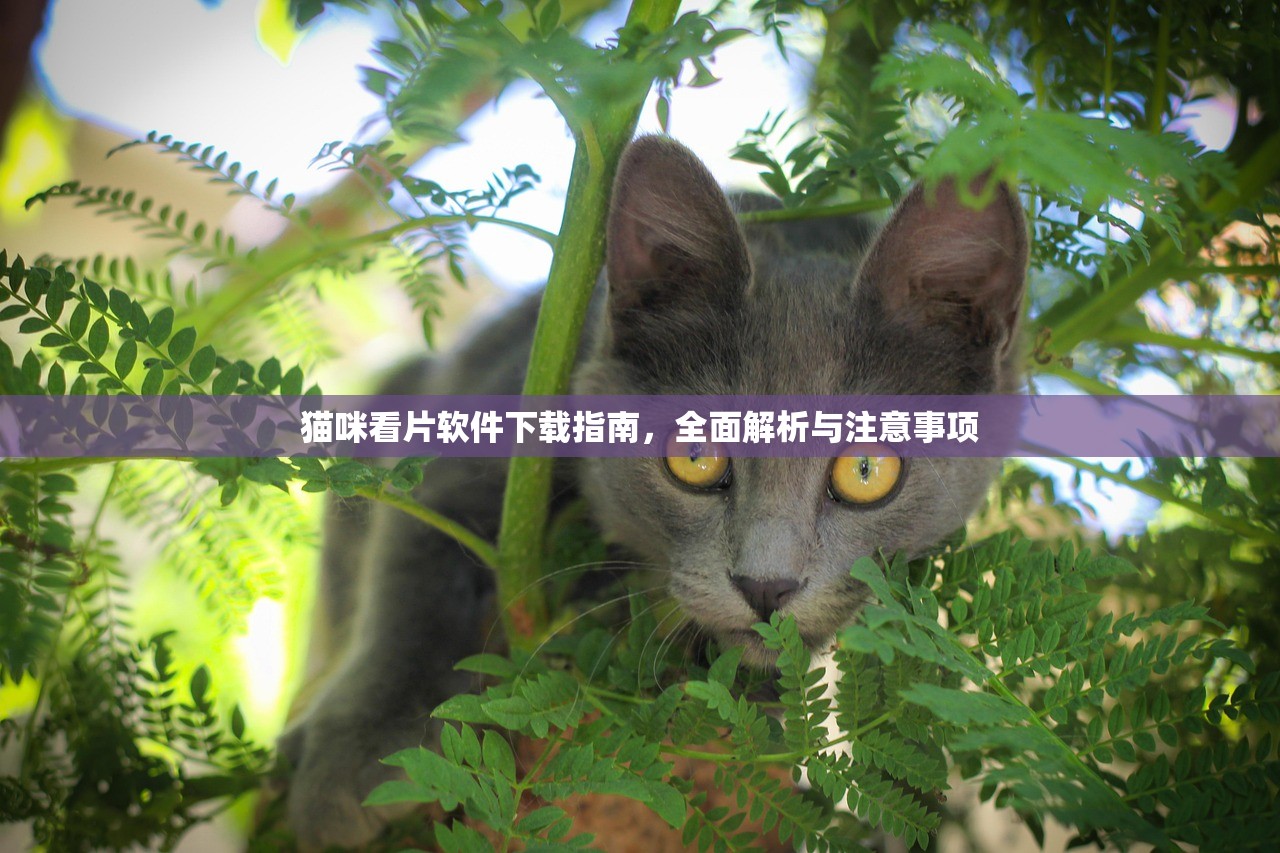 猫咪看片软件下载指南，全面解析与注意事项