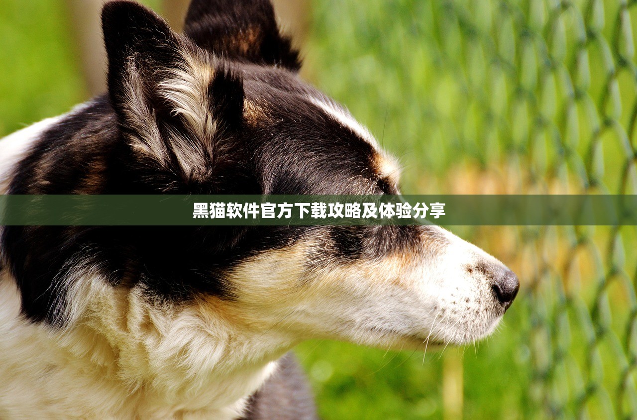 黑猫软件官方下载攻略及体验分享