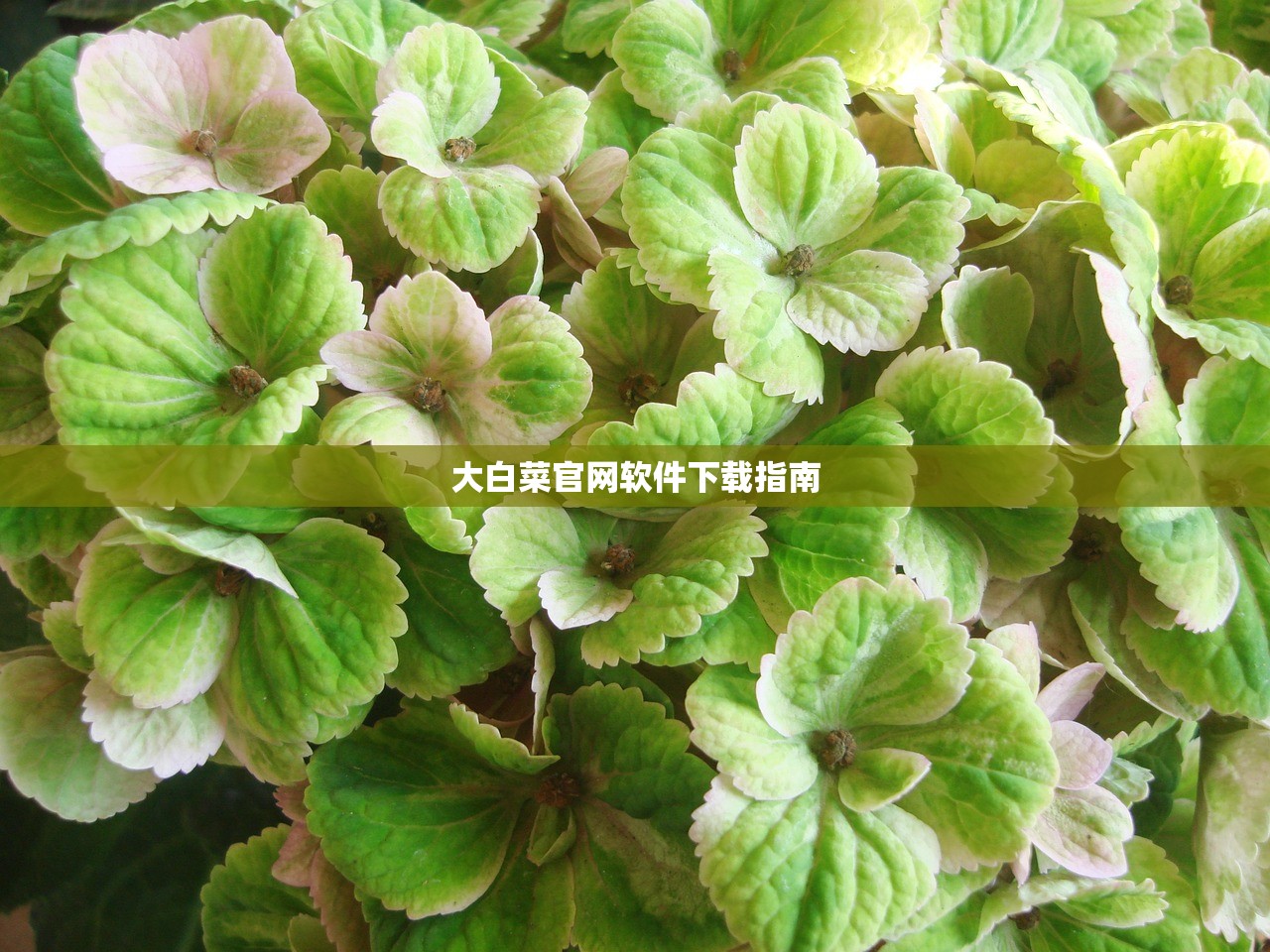 大白菜官网软件下载指南
