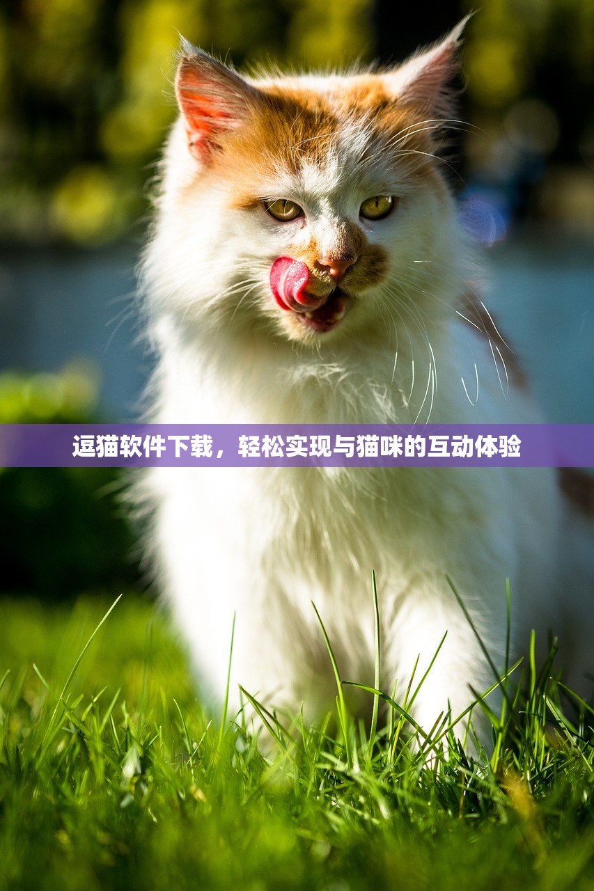 逗猫软件下载，轻松实现与猫咪的互动体验