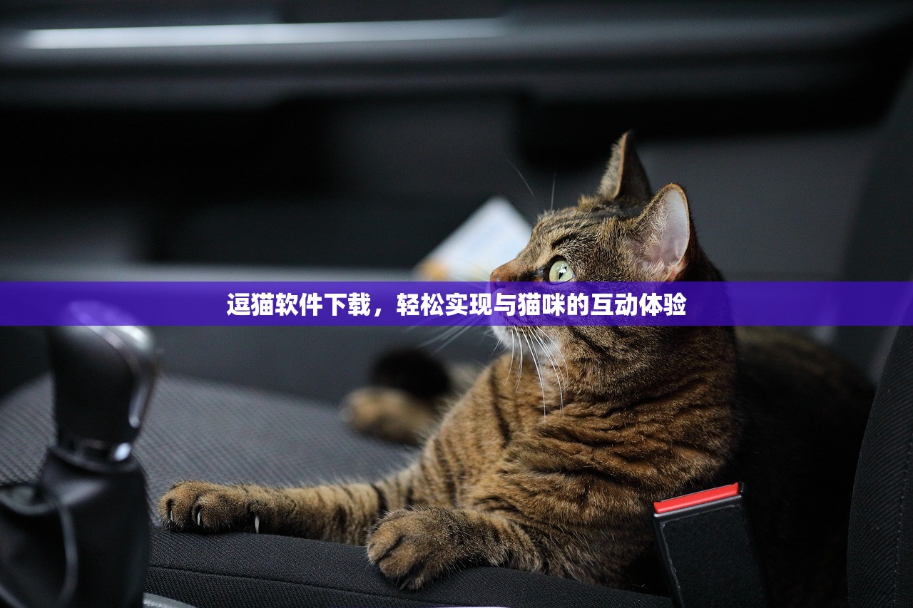 逗猫软件下载，轻松实现与猫咪的互动体验