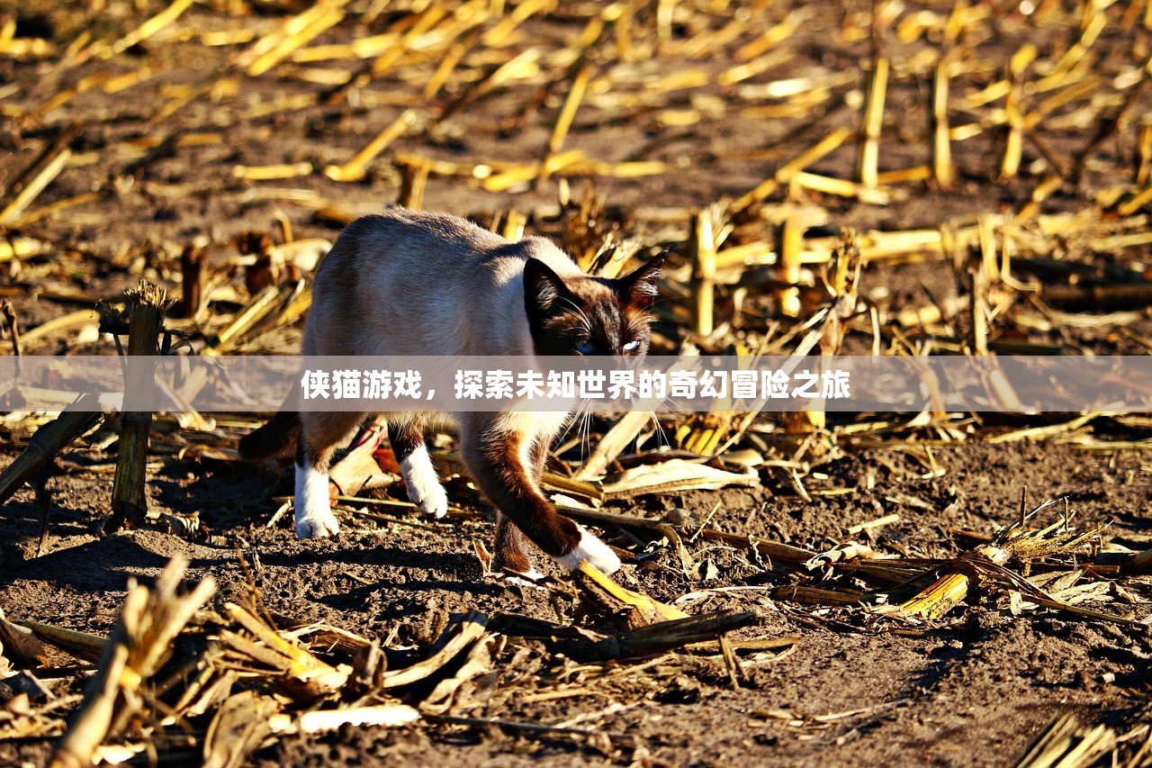 侠猫游戏，探索未知世界的奇幻冒险之旅