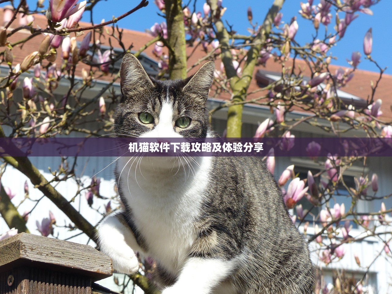机猫软件下载攻略及体验分享