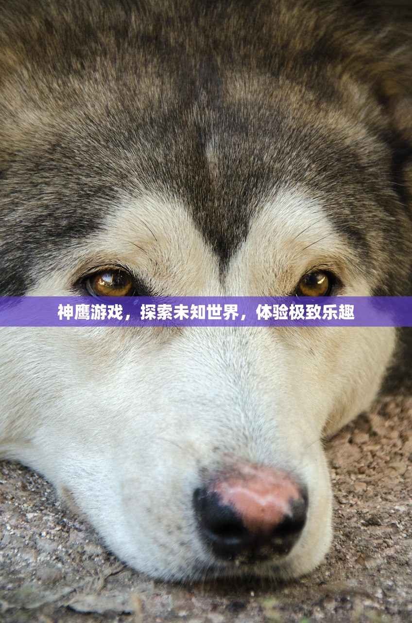 神鹰游戏，探索未知世界，体验极致乐趣