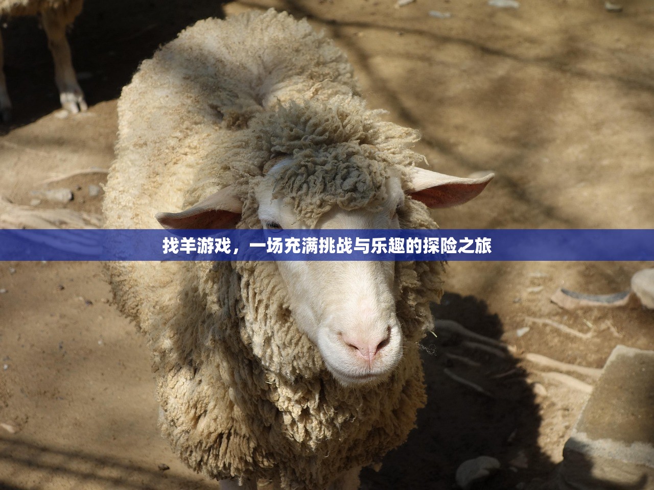 找羊游戏，一场充满挑战与乐趣的探险之旅