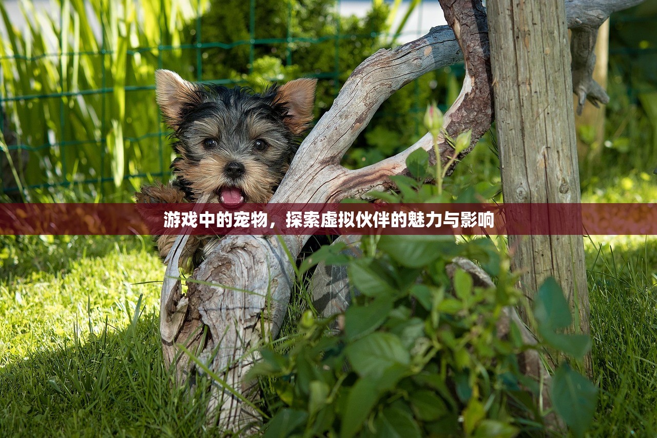 游戏中的宠物，探索虚拟伙伴的魅力与影响