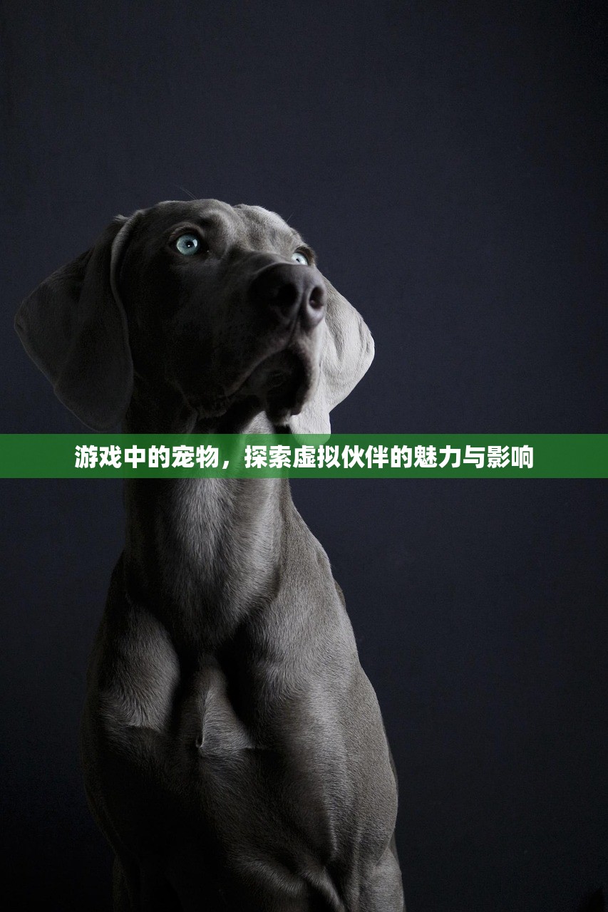 游戏中的宠物，探索虚拟伙伴的魅力与影响