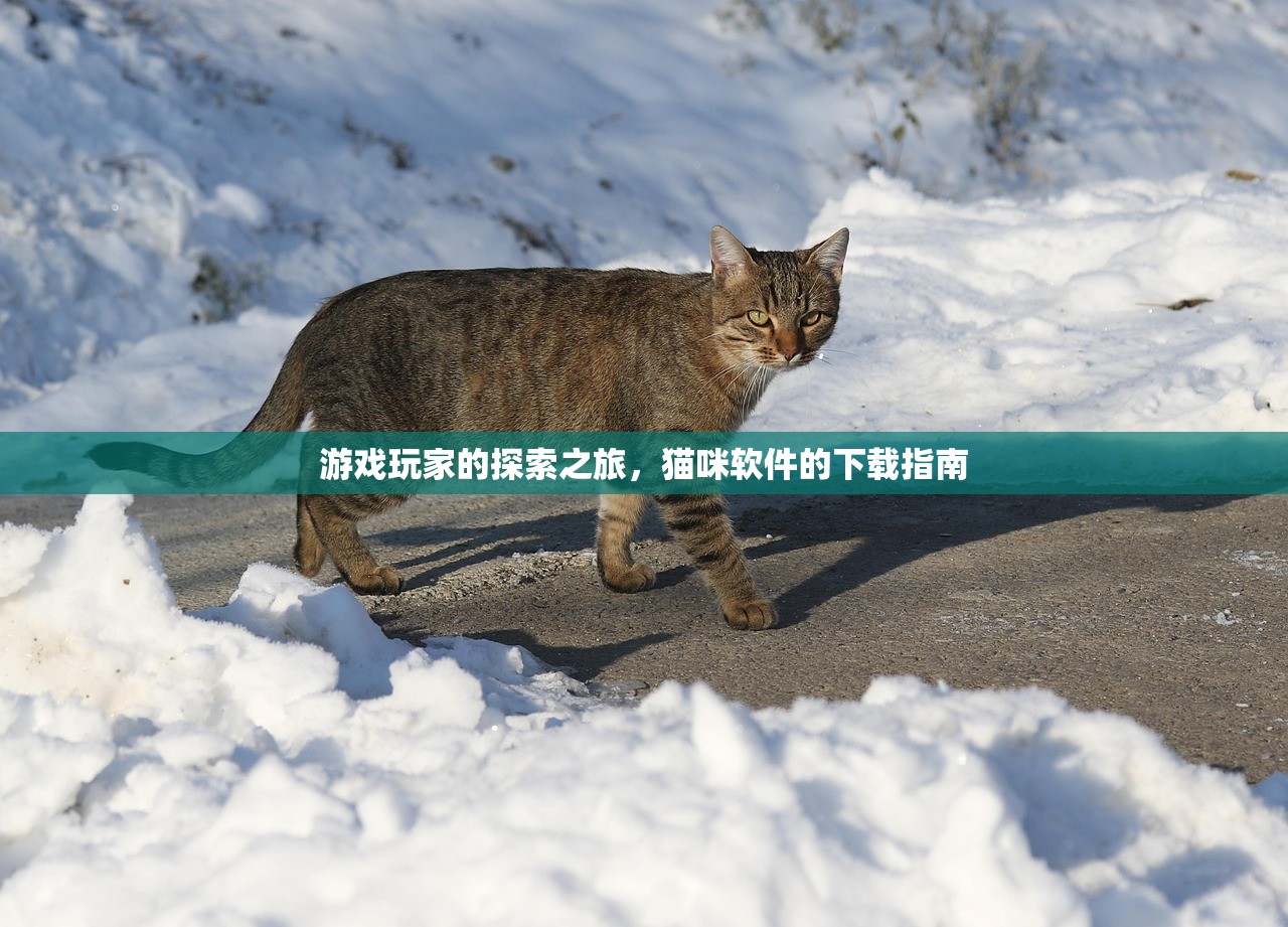 游戏玩家的探索之旅，猫咪软件的下载指南