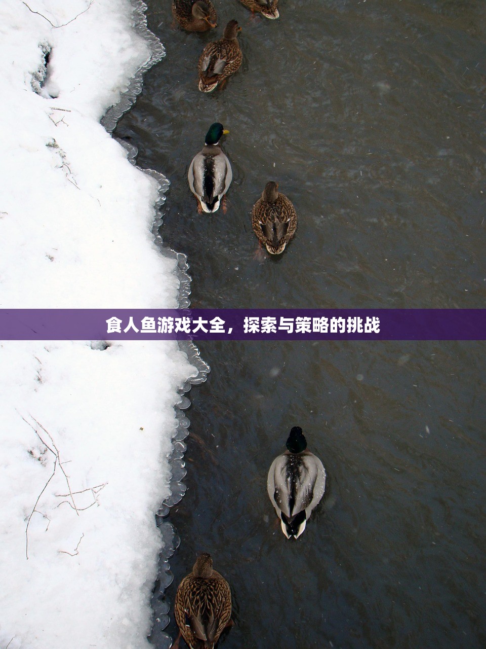 食人鱼游戏大全，探索与策略的挑战