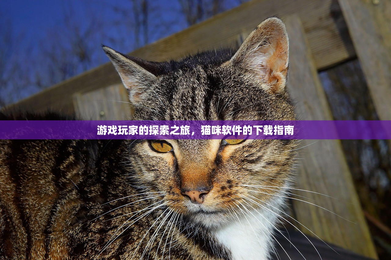 游戏玩家的探索之旅，猫咪软件的下载指南