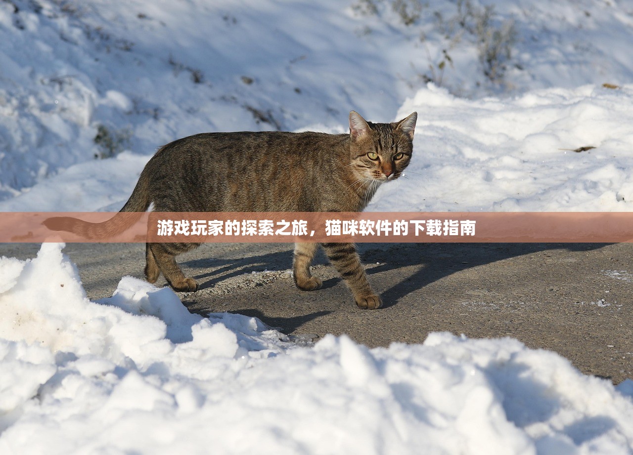 游戏玩家的探索之旅，猫咪软件的下载指南