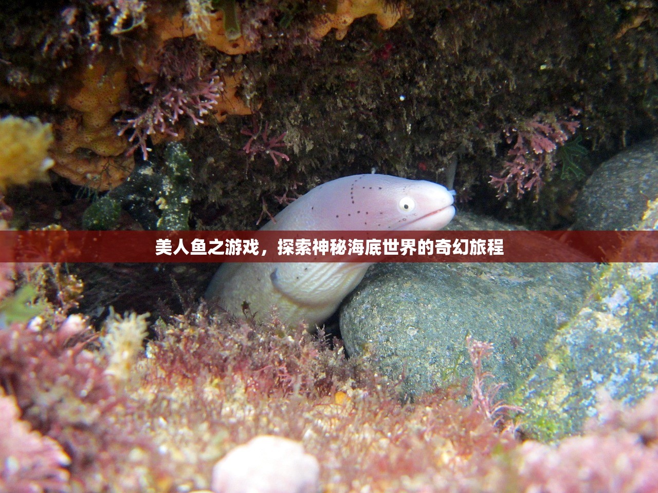 美人鱼之游戏，探索神秘海底世界的奇幻旅程
