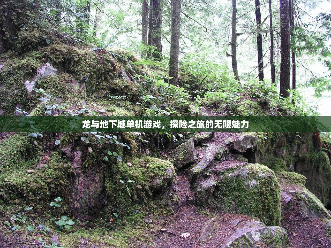 龙与地下城单机游戏，探险之旅的无限魅力