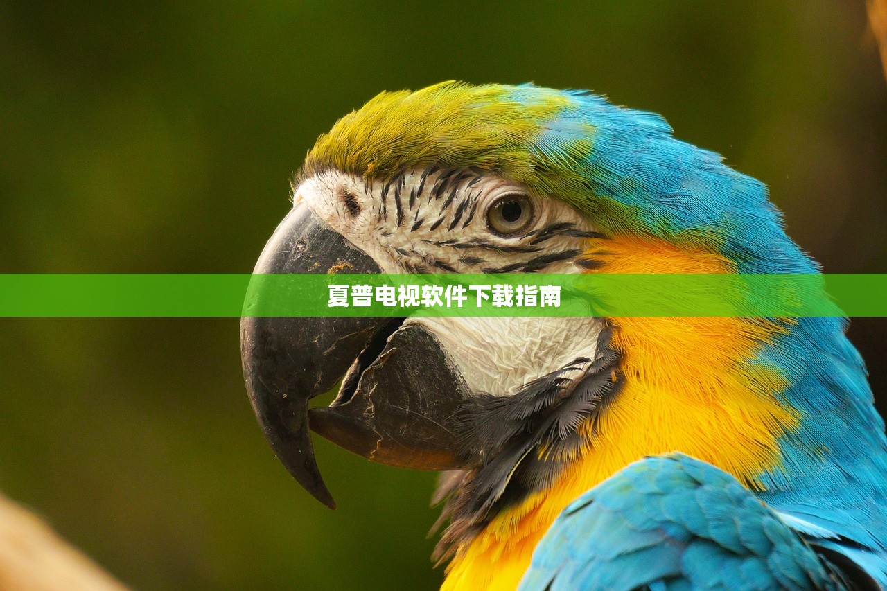 夏普电视软件下载指南