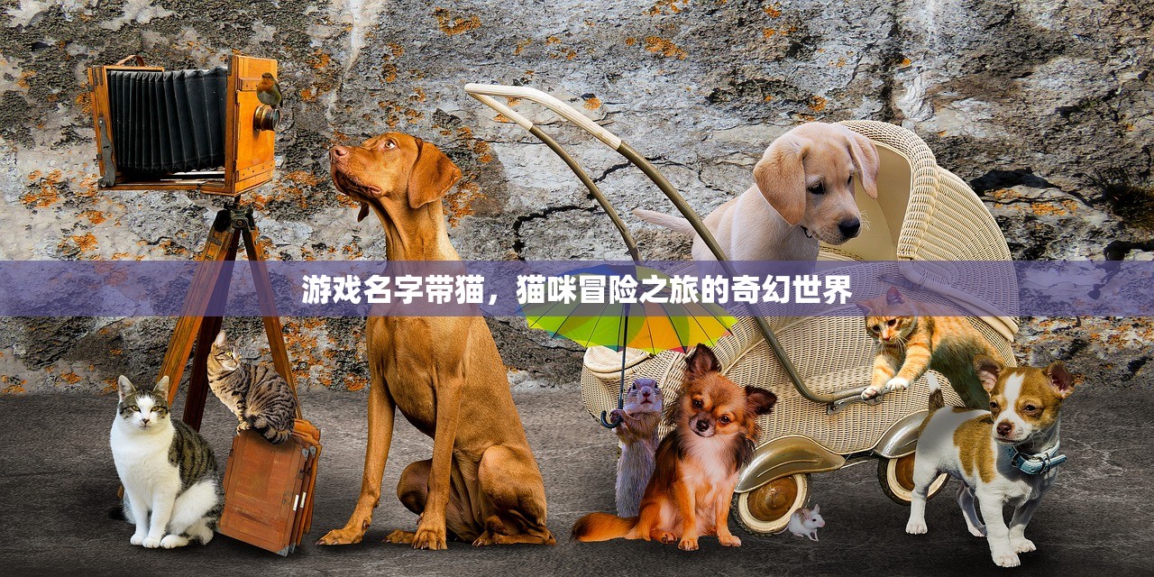 游戏名字带猫，猫咪冒险之旅的奇幻世界
