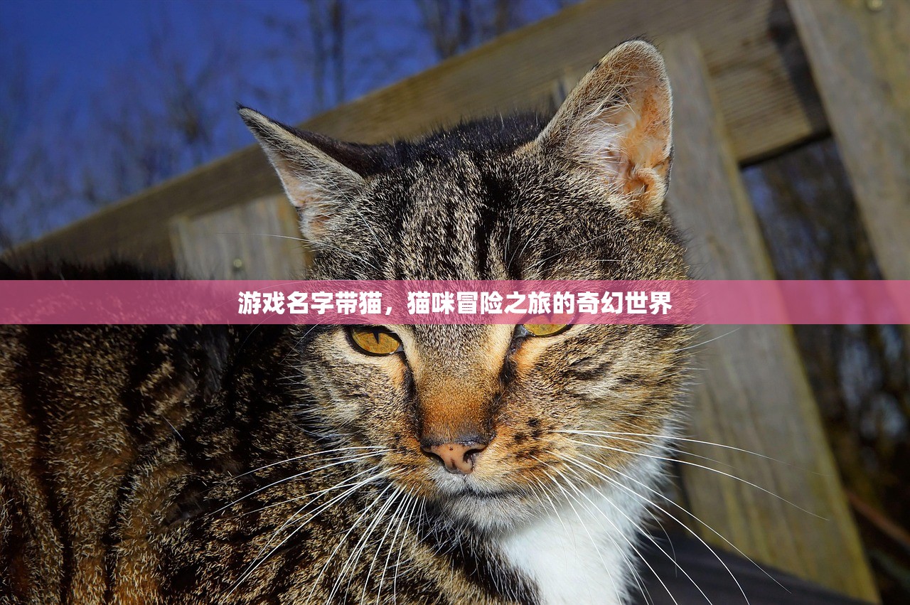 游戏名字带猫，猫咪冒险之旅的奇幻世界