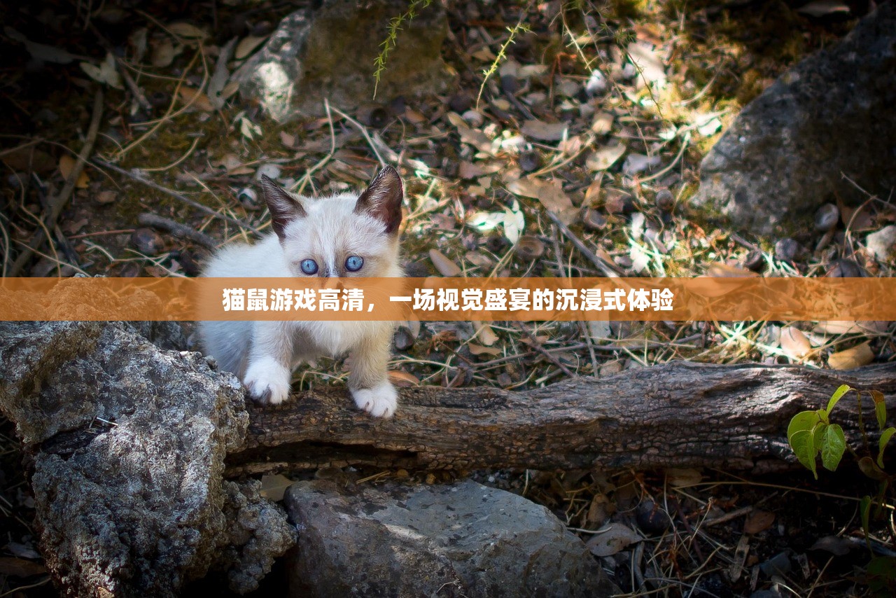 猫鼠游戏高清，一场视觉盛宴的沉浸式体验