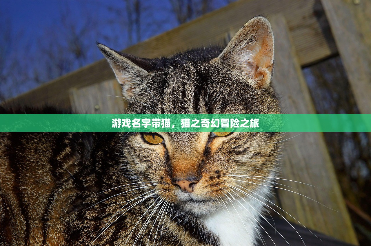 游戏名字带猫，猫之奇幻冒险之旅
