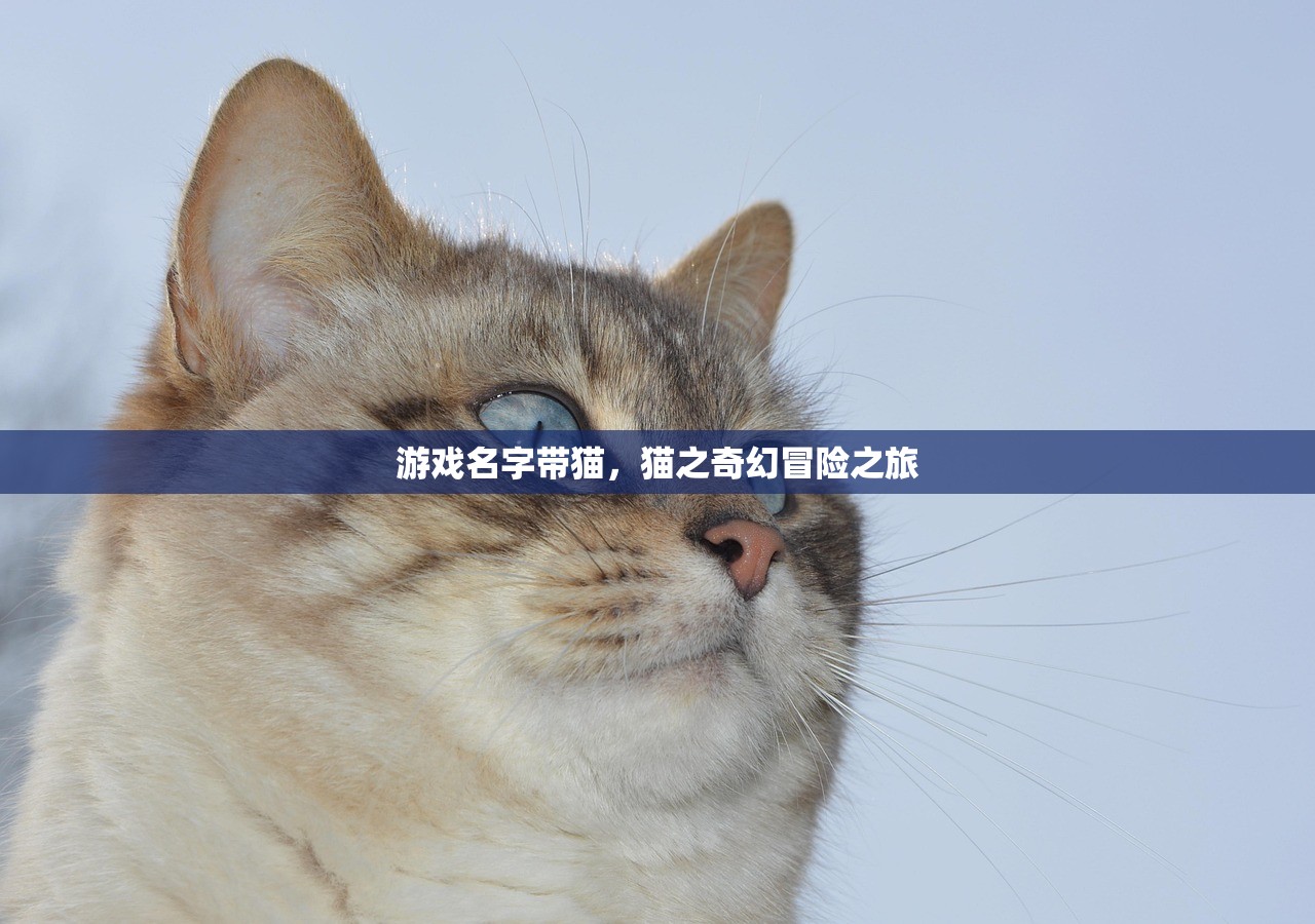 游戏名字带猫，猫之奇幻冒险之旅