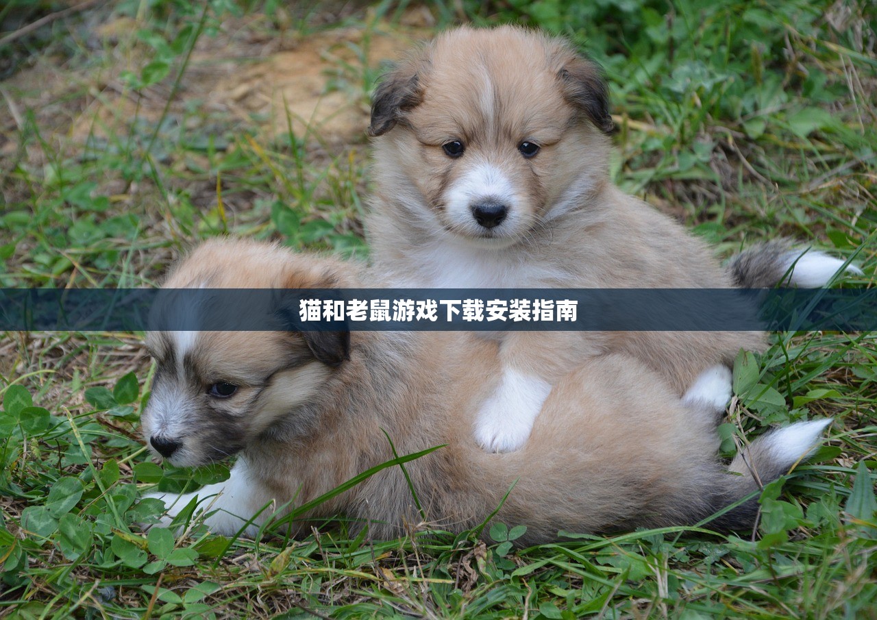 猫和老鼠游戏下载安装指南