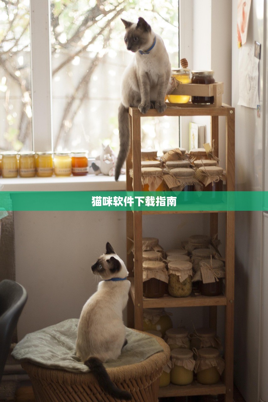 猫咪软件下载指南