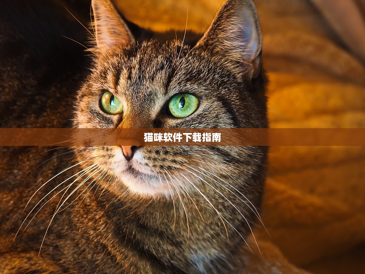 猫咪软件下载指南