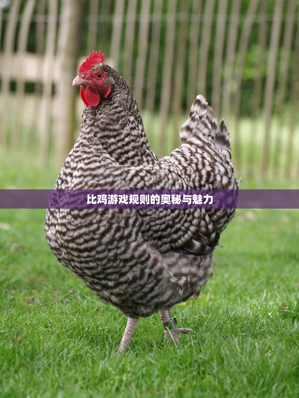 比鸡游戏规则的奥秘与魅力
