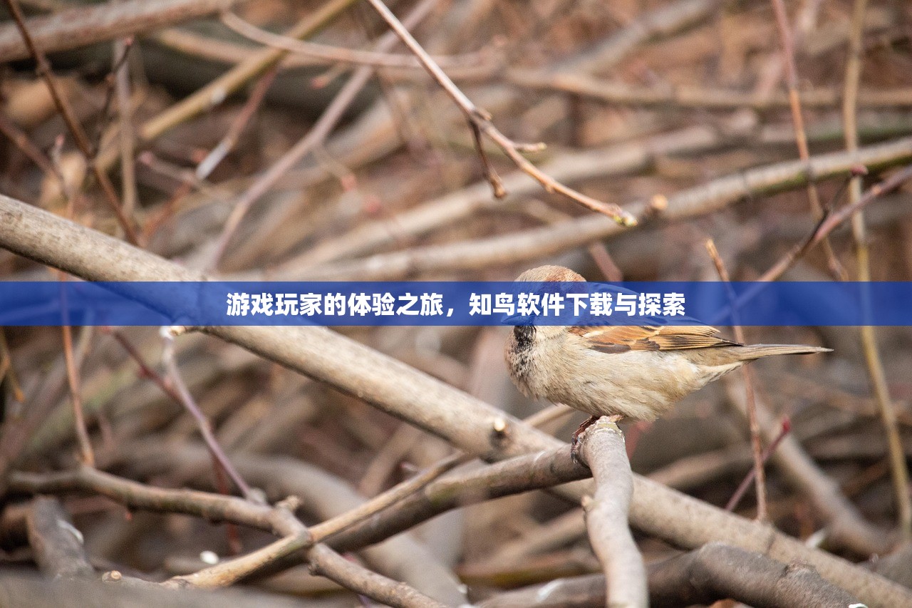 游戏玩家的体验之旅，知鸟软件下载与探索