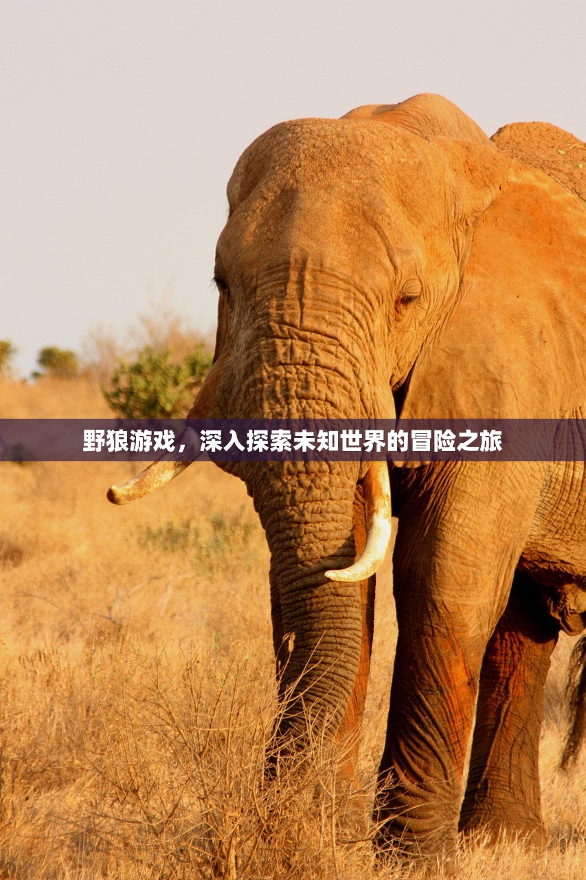 野狼游戏，深入探索未知世界的冒险之旅