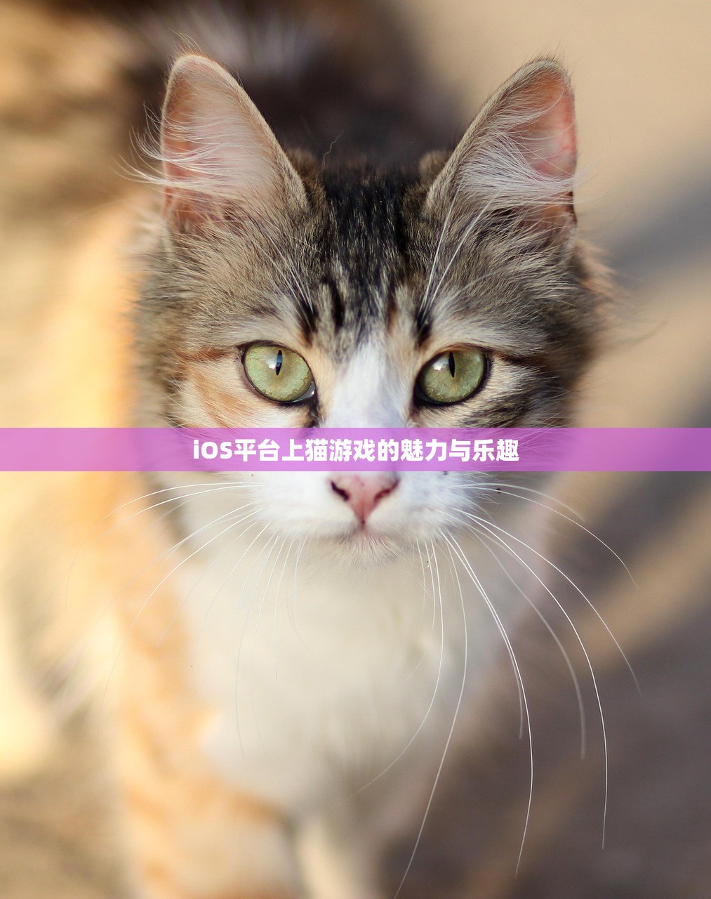 iOS平台上猫游戏的魅力与乐趣